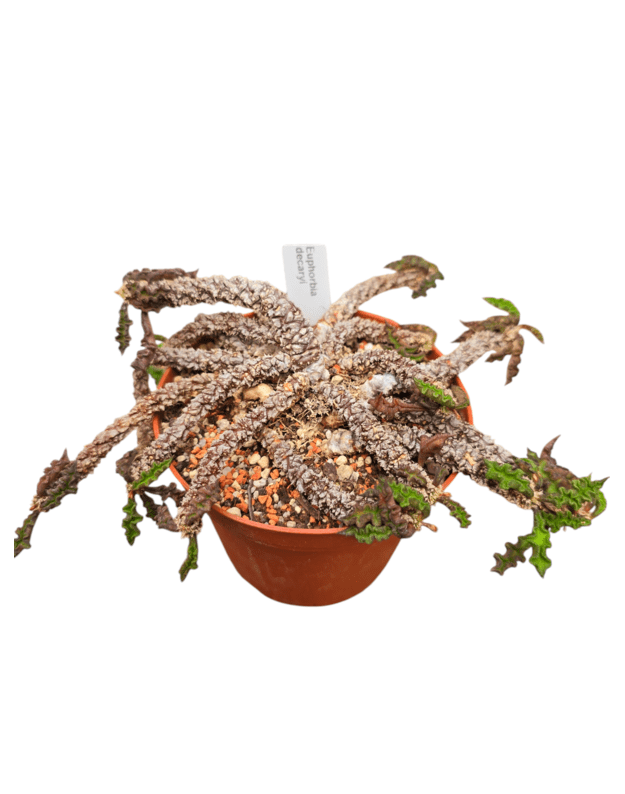 Euphorbia decaryi