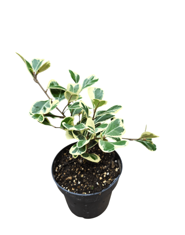 Ficus triangularis variegata