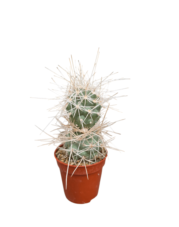 Tephrocactus alexanderi bruchii ichihualasto