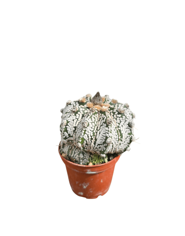 Astrophytum asterias super kabuto