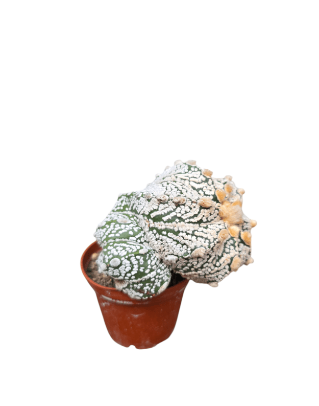 Astrophytum asterias super kabuto 2