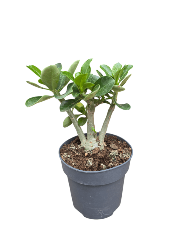 Adenium obesum (BALTAS)