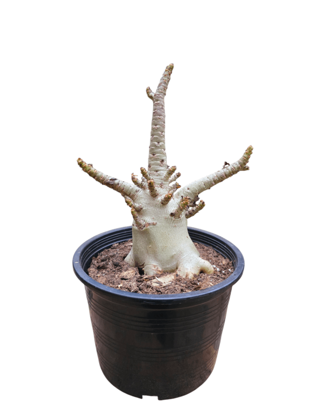 Adenium arabicum 1