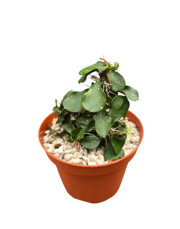 Euphorbia werneri delphinense