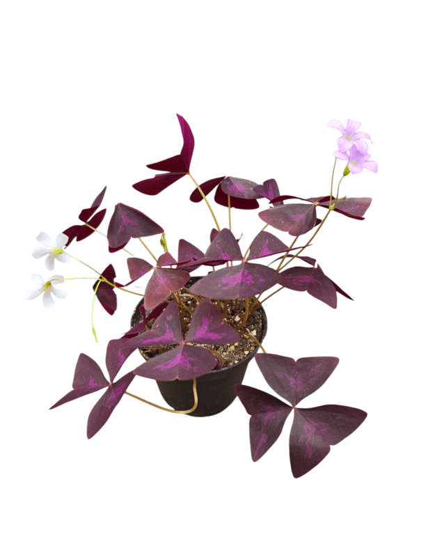 Oxalis triangularis