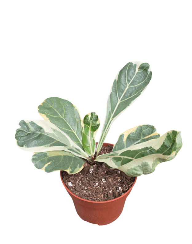 Ficus lyrata variegata nr.1