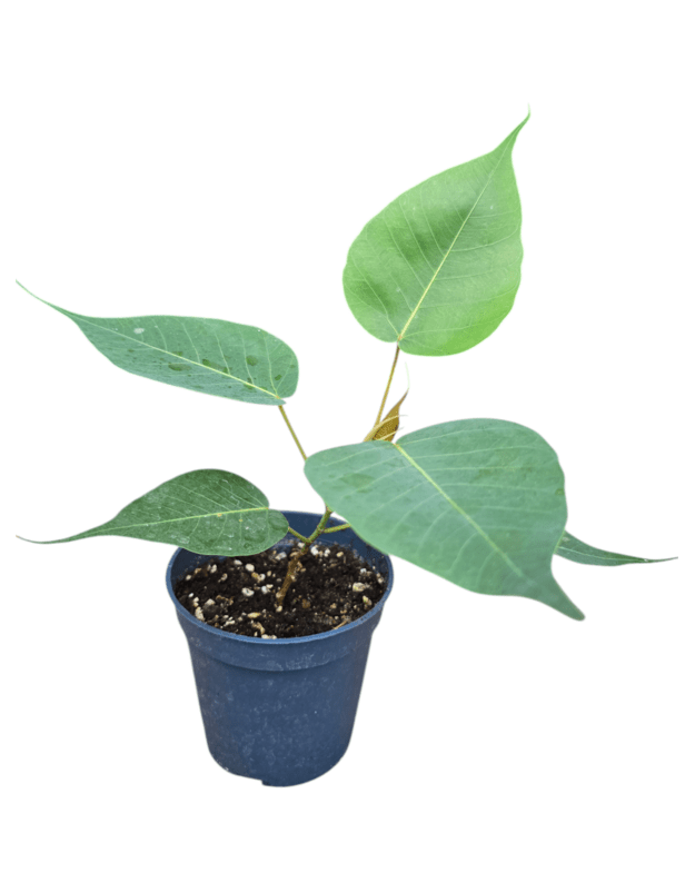 Ficus religiosa