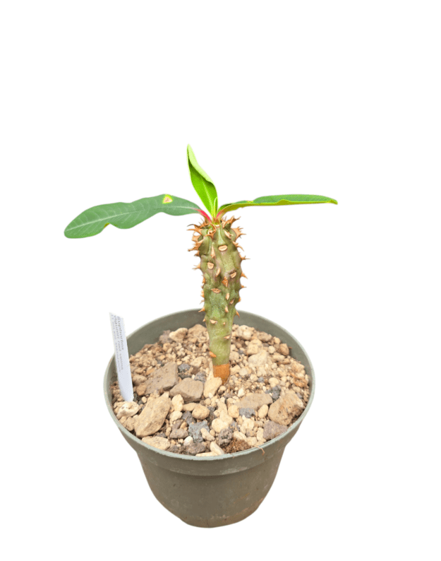 Euphorbia viguieri