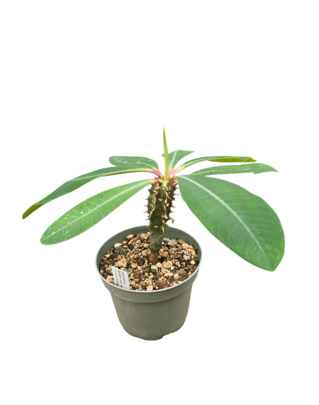 Euphorbia viguieri