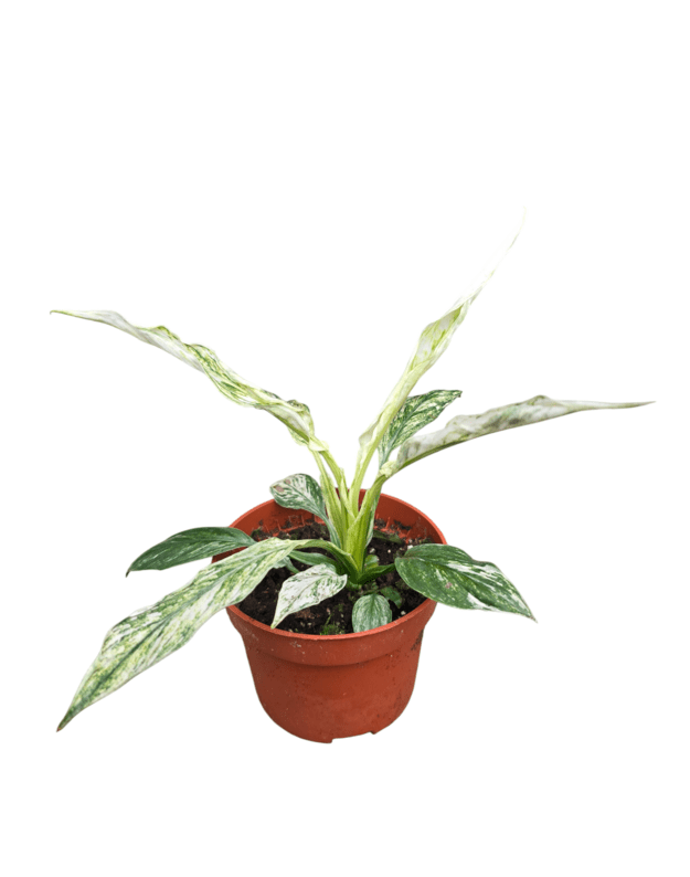 Spathiphyllum sensation variegata