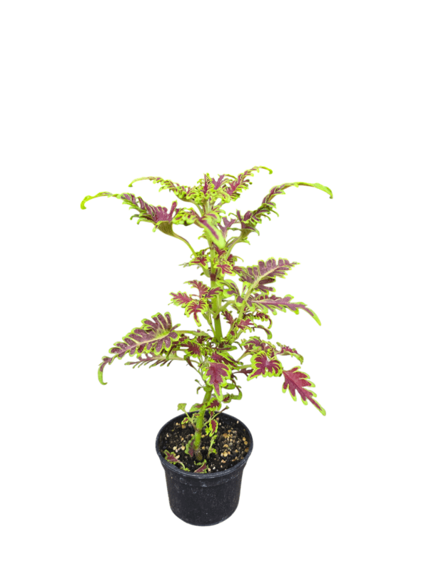Plectranthus scutellarioides skeletal