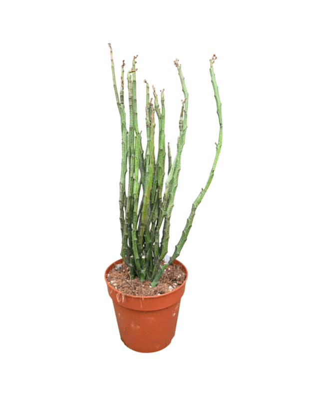 Euphorbia platyclada
