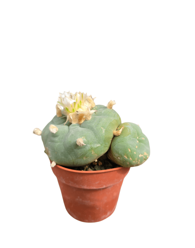 Lophophora diffusa 2