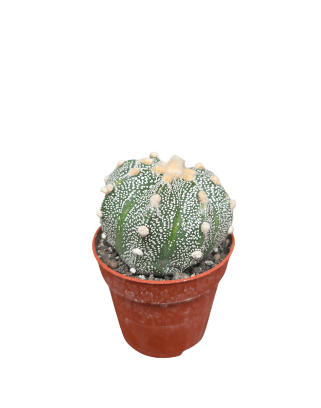 Astrophytum asterias 1