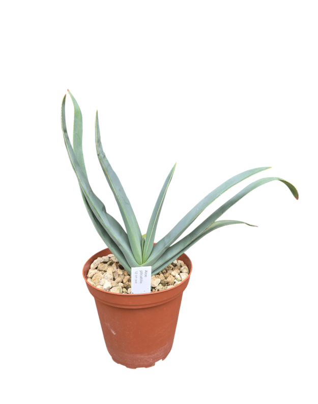 Aloe plicatilis