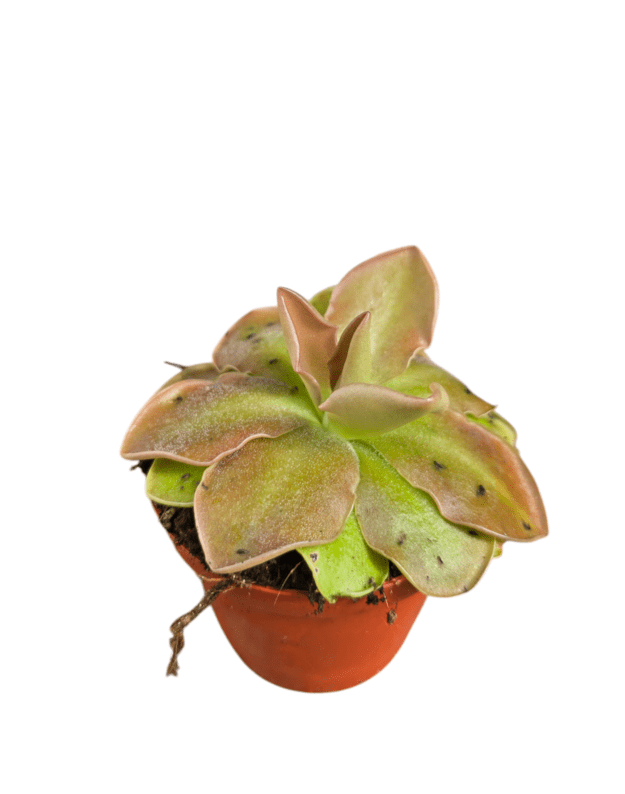 Pinguicula sp.