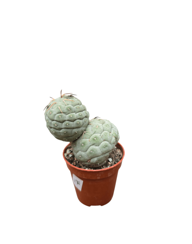 Tephrocactus geometricus 8