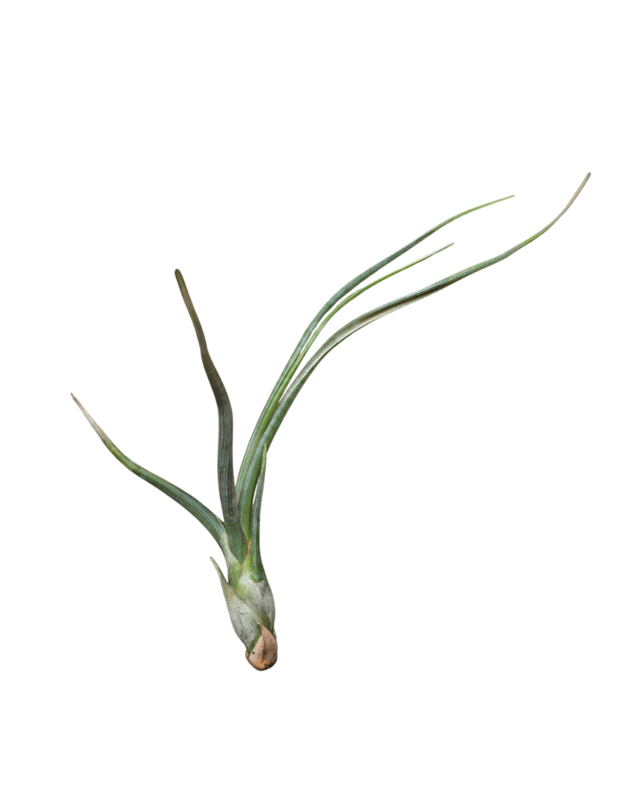 Tillandsia sp. 2