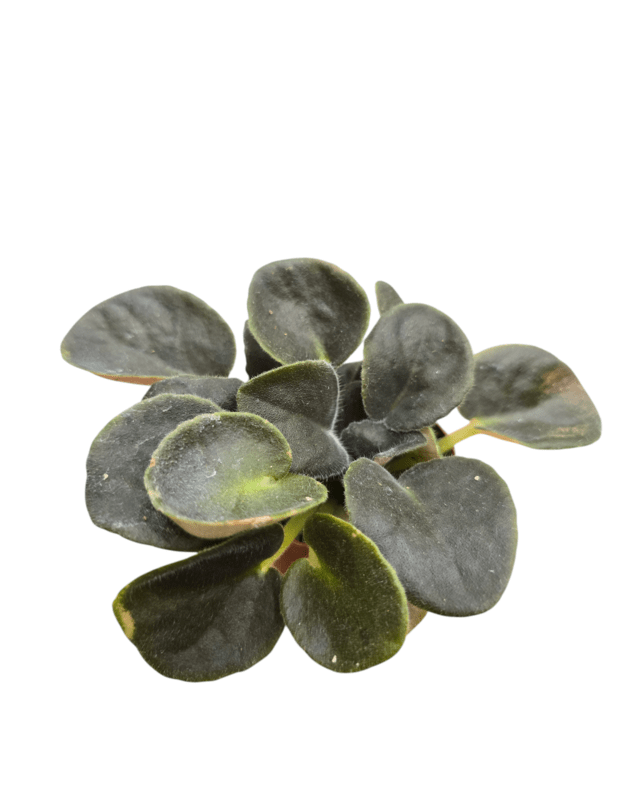 Saintpaulia raisin