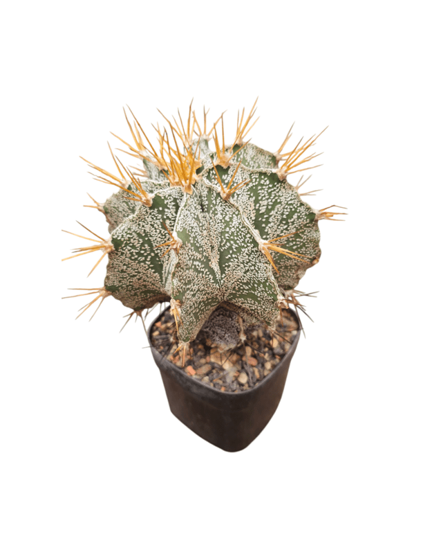 Astrophytum ornatum