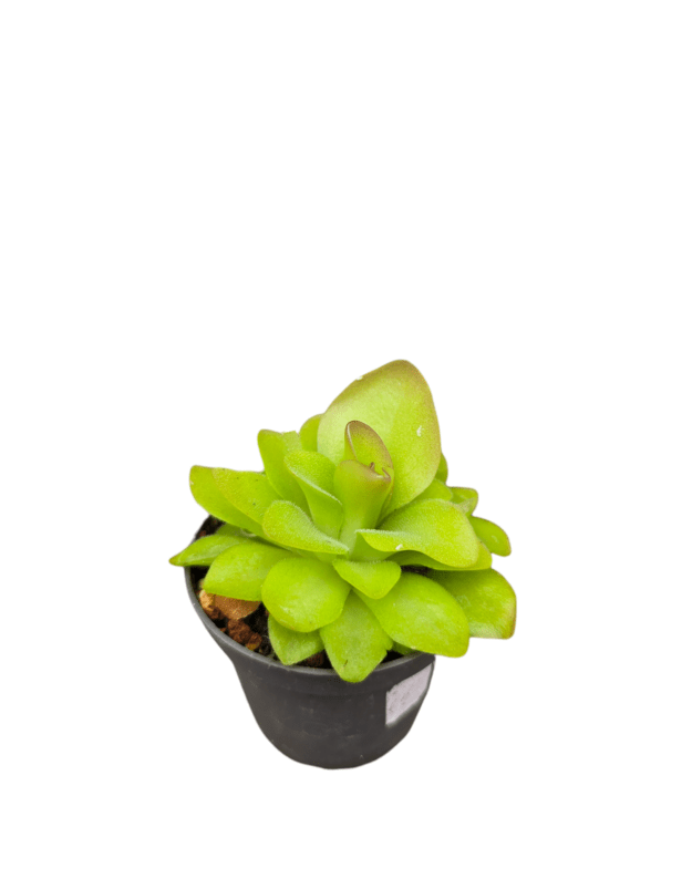 Pinguicula sp.