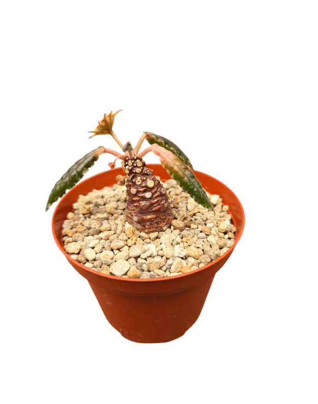 Dorstenia crispa reddish stem