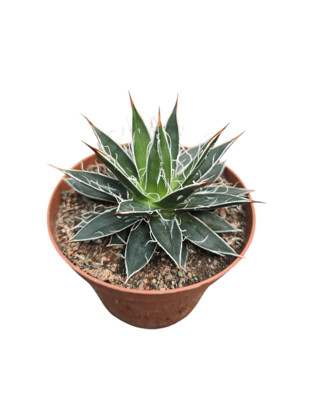 Agave parviflora