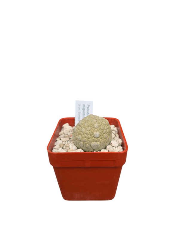 Pseudolithos miguirtinus