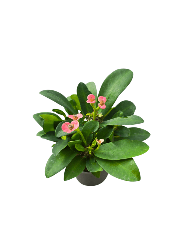 Euphorbia milii(rožinė)