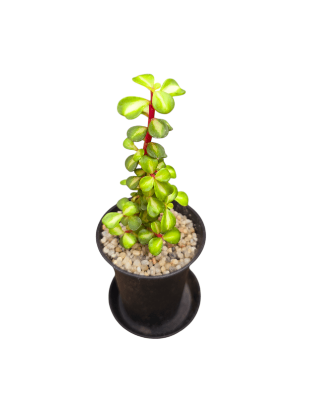 Portulacaria Afra 'Medio-Picta'