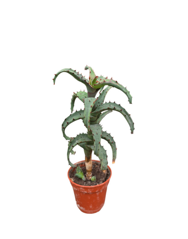 Aloe castilloniae