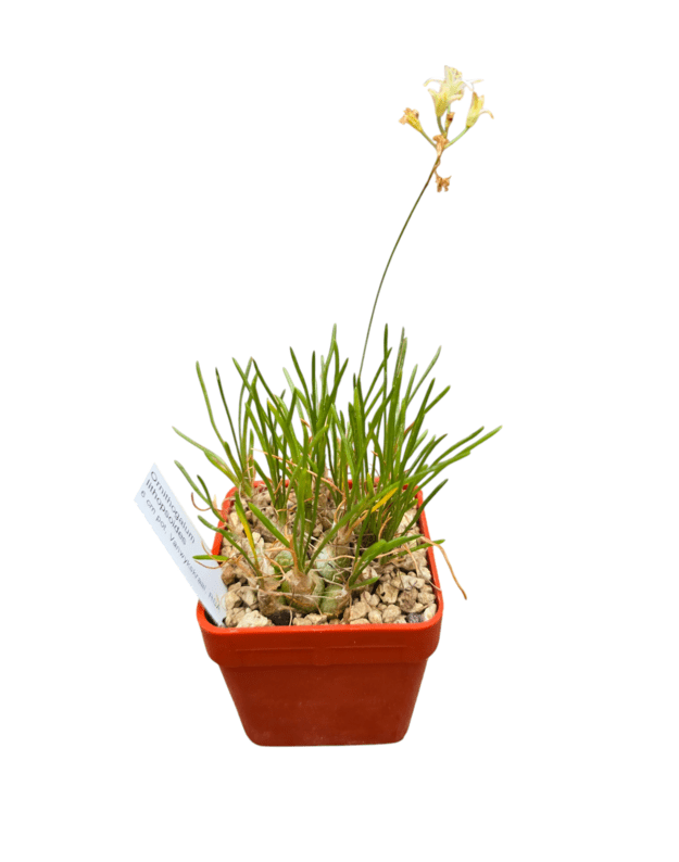 Ornithogalum lithopsoides