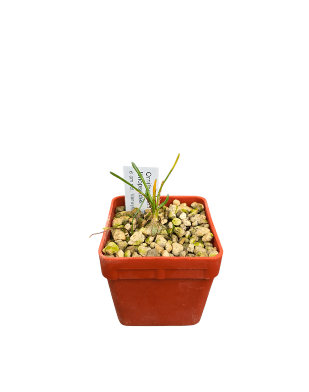 Ornithogalum lithopsoides