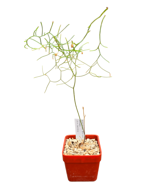 Schizobasis intricata