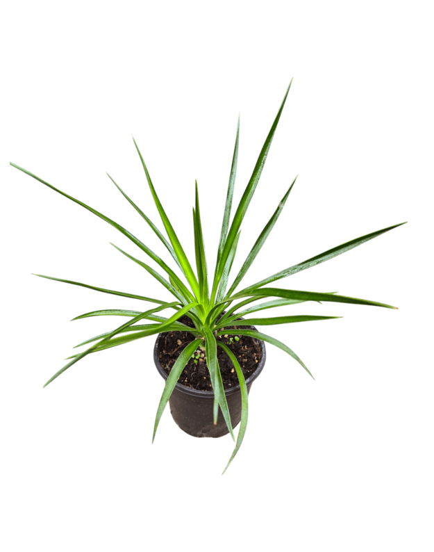 Yucca aloifolia
