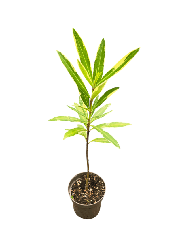 Nerium oleander variegata