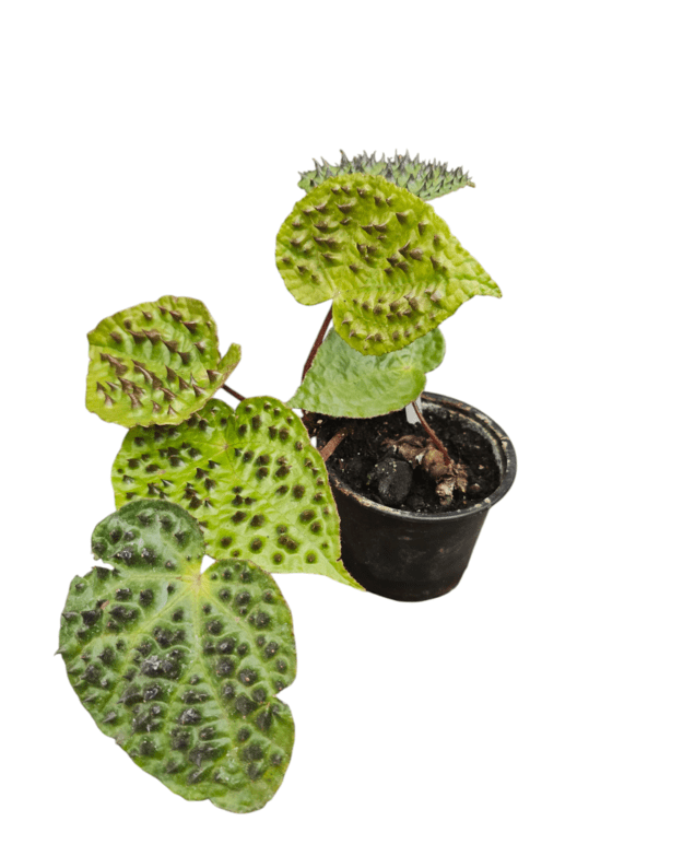 Begonia ferox