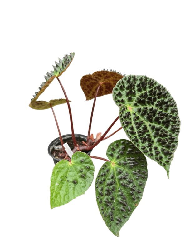 Begonia ferox