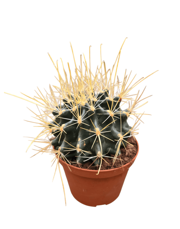 Hamatocactus sinuatus