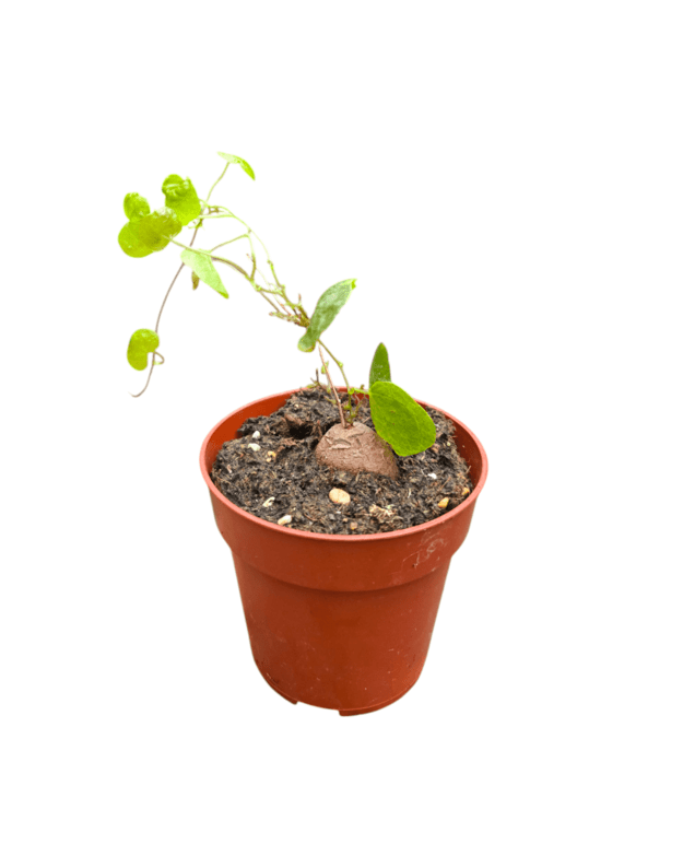 Dioscorea elephantipes