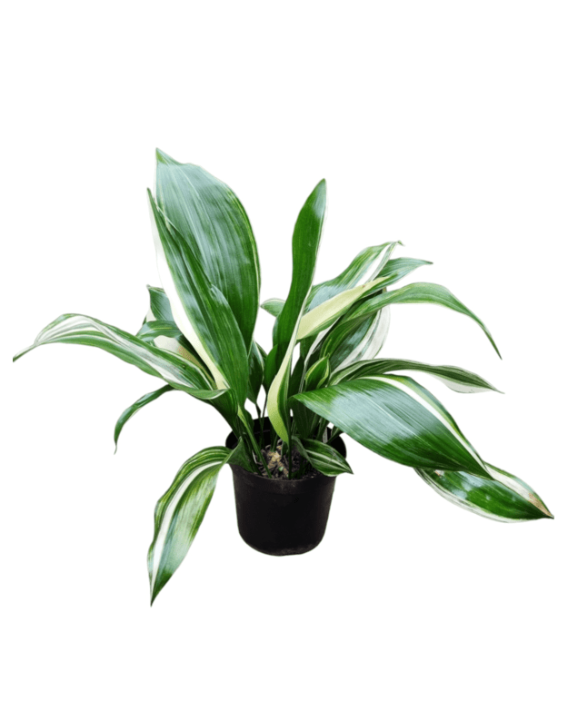 Aspidistra elatior variegata