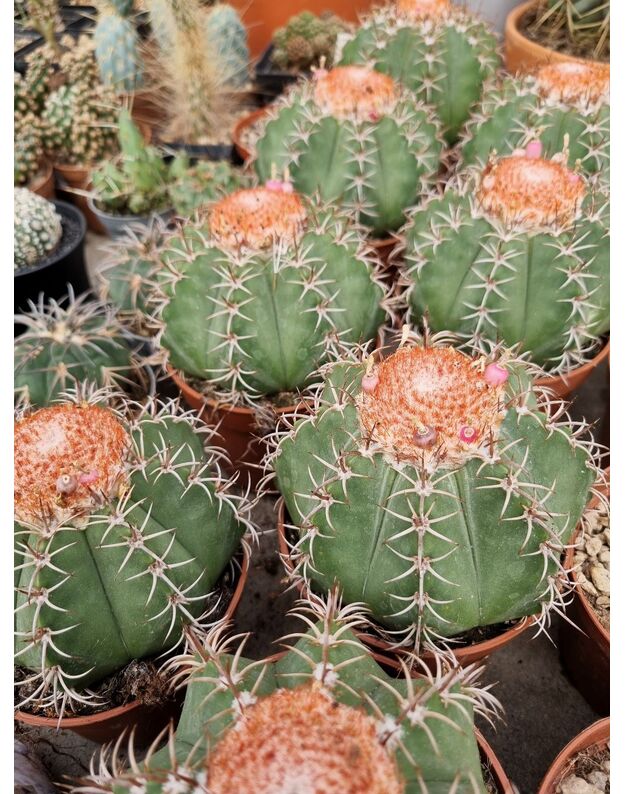 Melocactus matanzanus