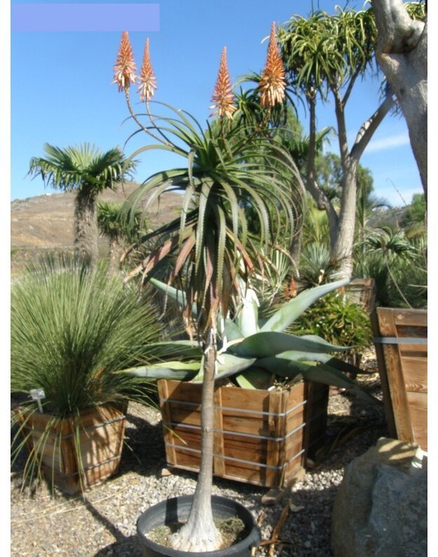 Aloe pluridens