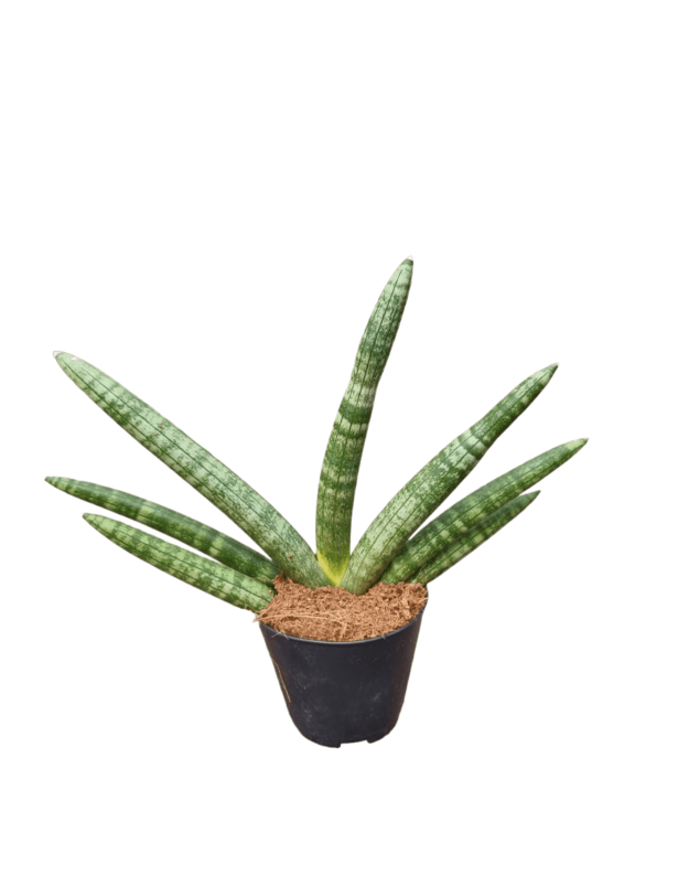 Sanseveria cylindrica