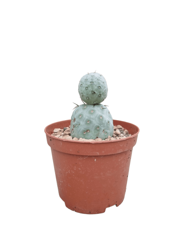 Tephrocactus geometricus