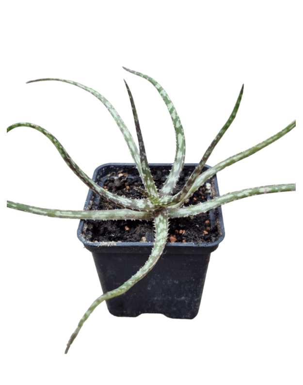 Aloe bakeri