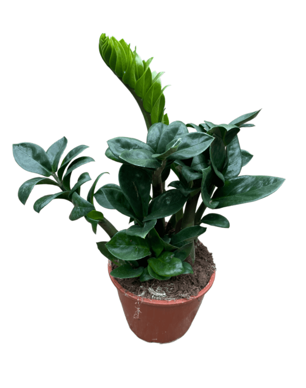 Zamioculcas zenzi