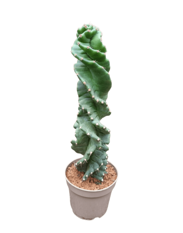 Cereus spiralis