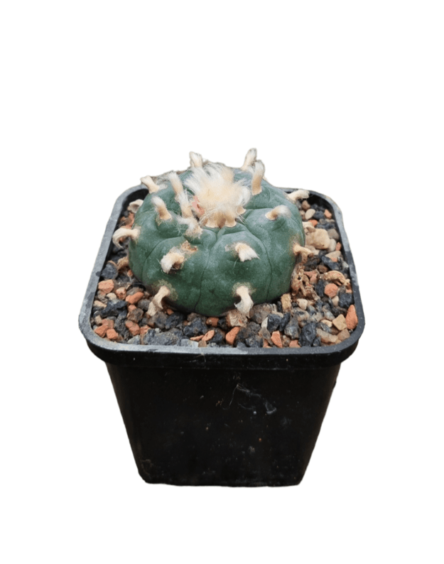 Lophophora williamsii