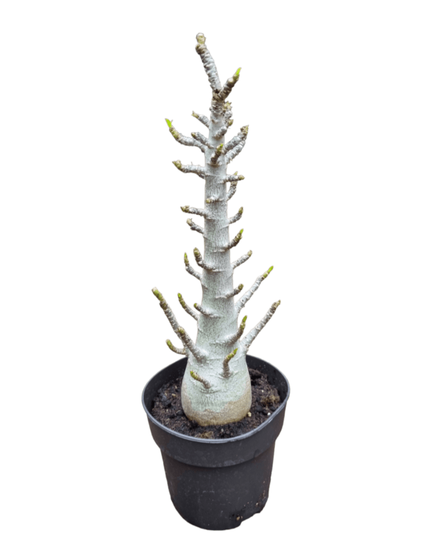 Adenium arabicum